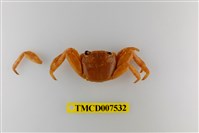 藏品(白紋方蟹)的圖片